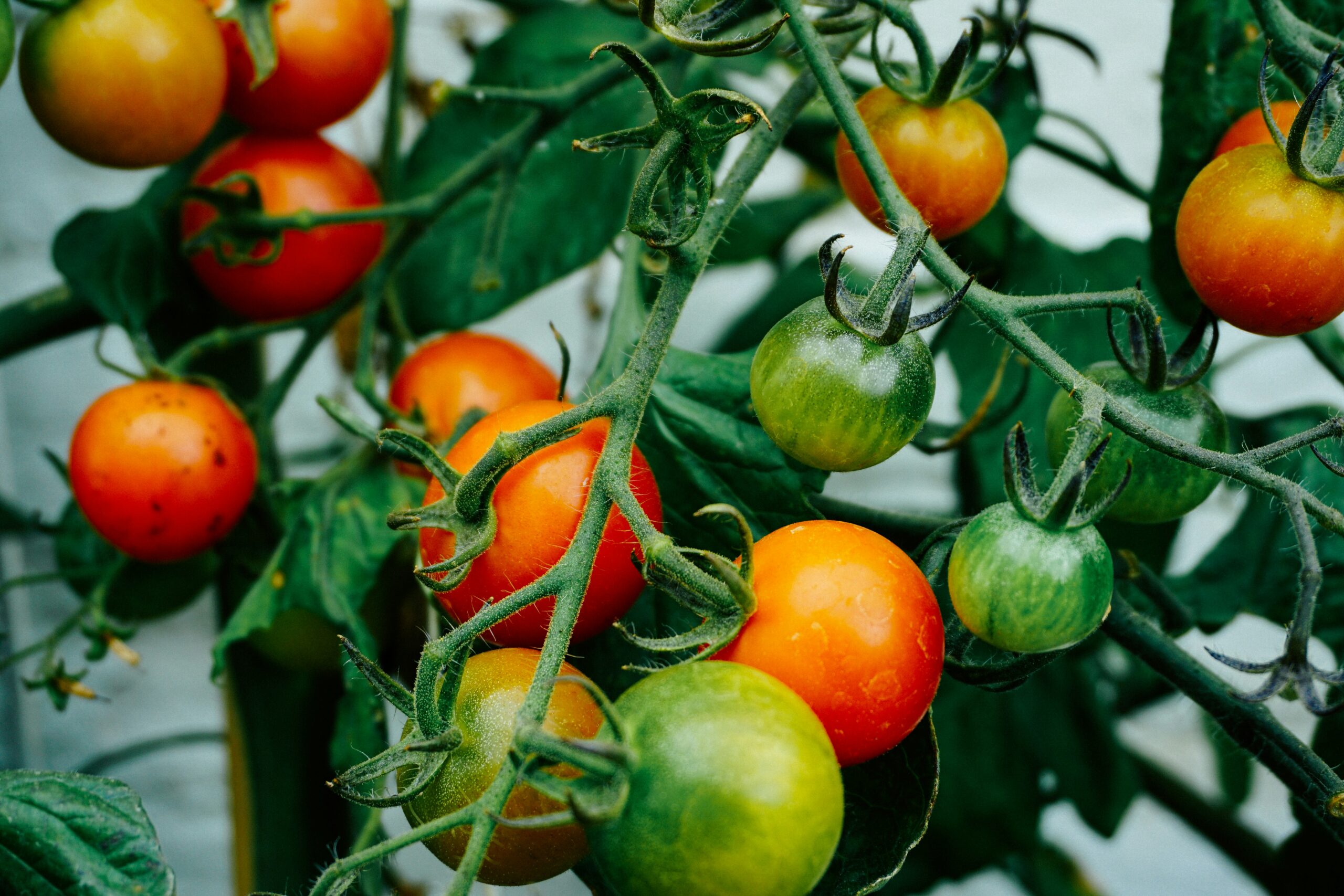 Tomato Production In Southern Nigeria