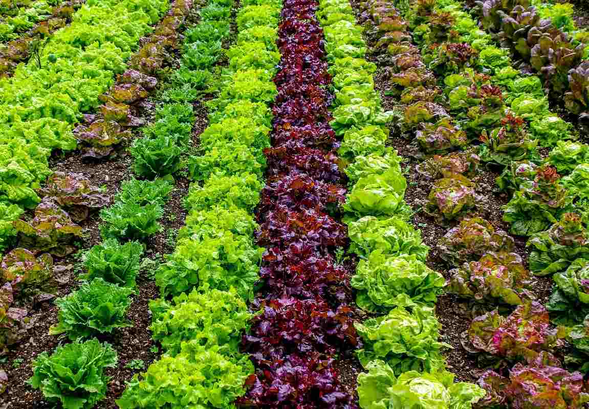 Organic Farming Practices for a Sustainable Future