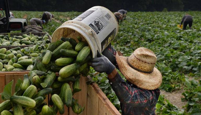 Cucumber Production in Tropical Regions