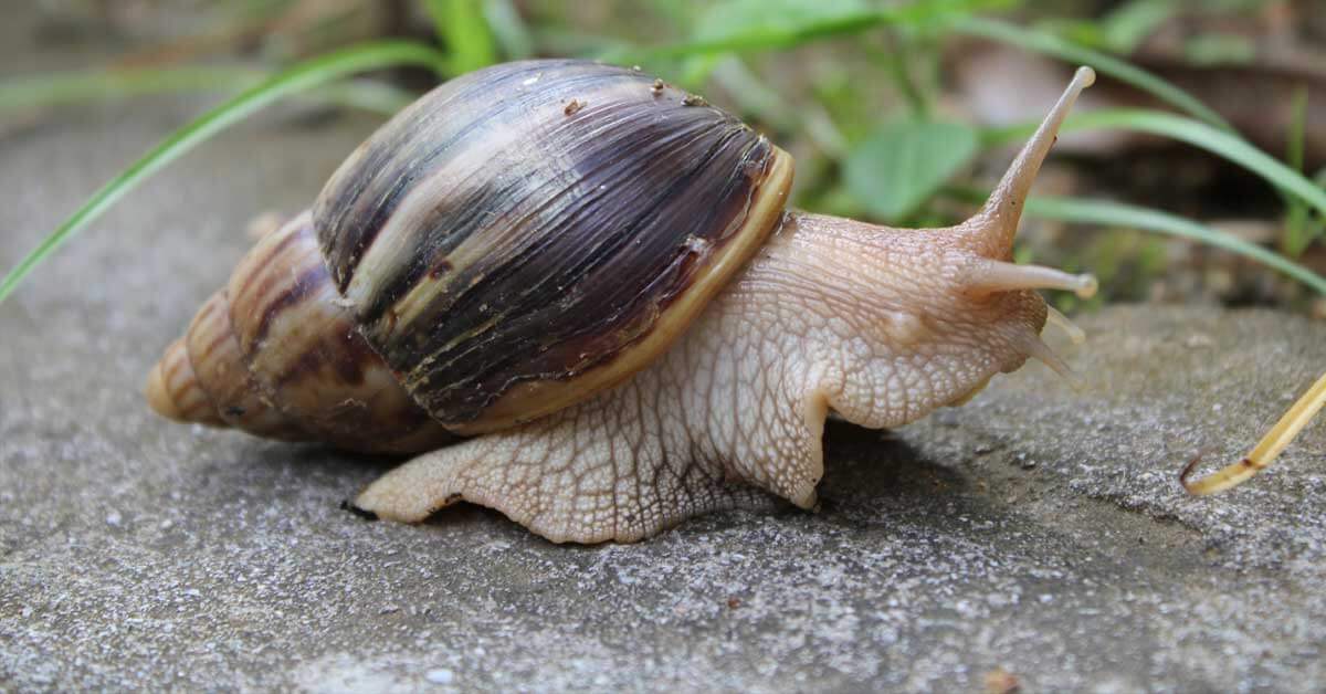 Hidden Treasure: The African Giant Snail